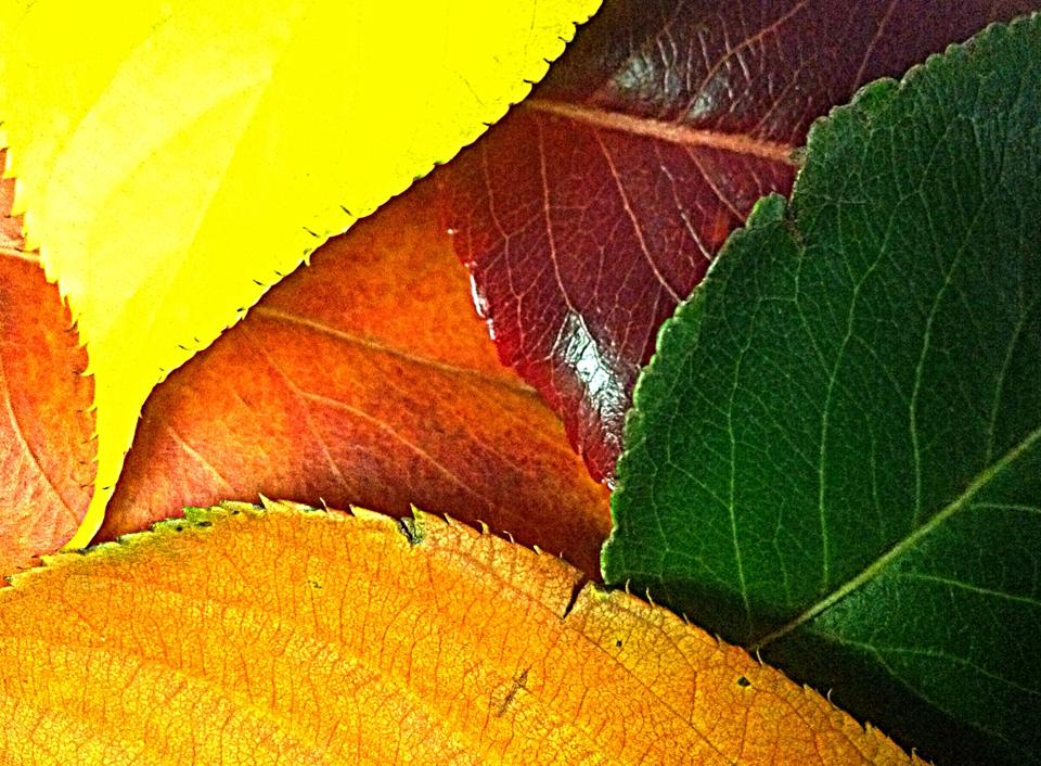 Autum Love Intersection