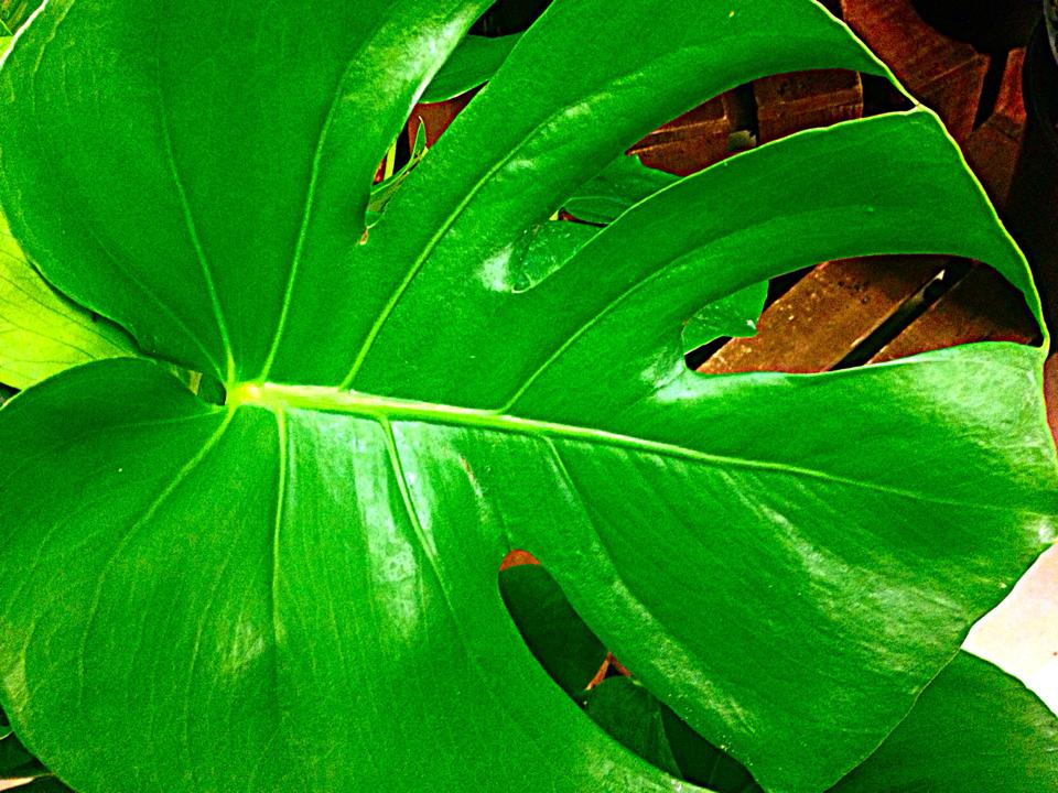 Split Leaf Philodendren